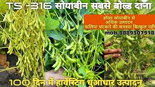 TS316 soybean variety।mob8889307918 बोल्ड दाना अधिक उत्पादन। [upl. by Longawa]