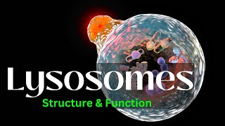 Lysosomes Structure and Function biology Cell Biology [upl. by Abbe]