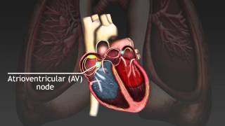 How the cardiac cycle is produced by electrical impulses in the heart [upl. by Damon]