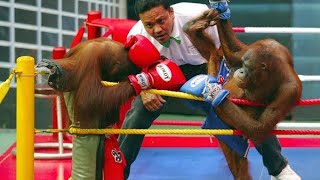 Orangutan boxing [upl. by Elleiand374]