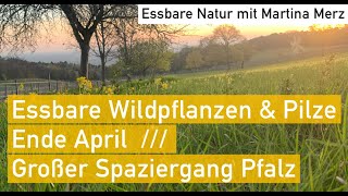 Wunderschöner sehr ausführlicher Wildkräuter und Morchelspaziergang in der Pfalz Ende April [upl. by Center]