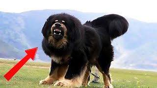 Is Tibetan Mastiff Worth It Own A Mastiff [upl. by Benn147]