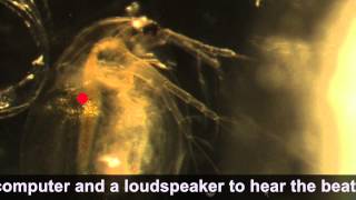 Sound of Daphnia heart beating [upl. by Virgy]