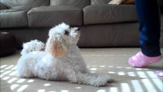 Miniature Poodle Tricks 3 [upl. by Malet944]