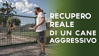 Recupero reale di un cane aggressivo [upl. by Esil]