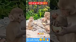 मम्मी पेट भर गया😋🤣🐒funnyfunnymonkeyshortsyoutubeviralcutmonkey [upl. by Threlkeld]