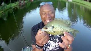 Cams Crappie Hole HOW TO CATCH SHELLCRACKERS AKA REDEAR LIKE THIS 2023 [upl. by Pietra]