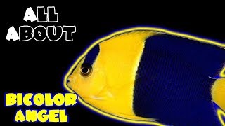 All About The BiColor Angelfish [upl. by Eillod]