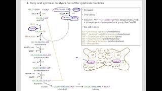 513 Understand not memorize metabolism Postprandial Fatty acid synthesis [upl. by Ijat]