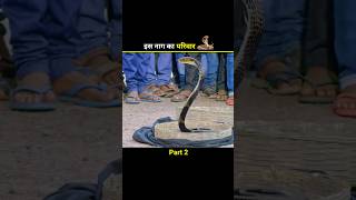 इस नाग का परिवार 🐍 shortfeed shorts [upl. by Rengia]