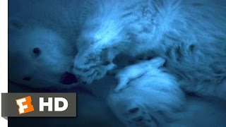 Arctic Tale 1010 Movie CLIP  Newborn Polar Bear 2007 HD [upl. by Forta]