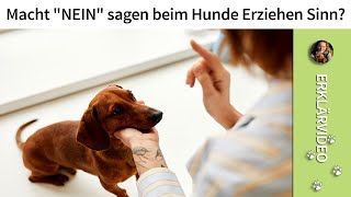 Hunde erziehen ➡️ Macht quotNEINquot sagen beim Hunde Erziehen Sinn ✔️ [upl. by Yurt479]