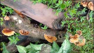 Mixed colony of GanodermaLenzites Trametes decomposing basidiomycetes [upl. by Einaled50]