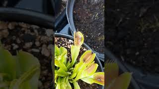 Dionaea muscipula  capture dune mouche [upl. by Ahpla]