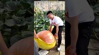 Unique pumpkin cultivation in Japan [upl. by Yttocs]