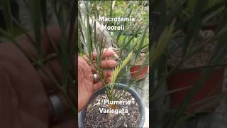 Macrozamia Mooreii plus Plumeria Variegata macro plumeria variegatedplants plus plants tanaman [upl. by Saref]