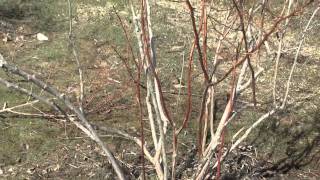 How to Prune a Blueberry Bush [upl. by Yelreveb158]