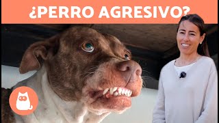 ¿Cómo CORREGIR a un PERRO AGRESIVO 🐶  6 Consejos para Controlar la Agresividad en Perros [upl. by Jonna295]