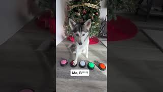 Sapphie the pomsky answers what she is going to get for Christmas [upl. by Jephum]