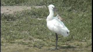 Spoonbill at Wat Tyler Country Park Basildon Essex July 2007 [upl. by Cindy]