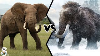 Elephant vs Mammoth  Who Would Have Won a Fight [upl. by Wittie]