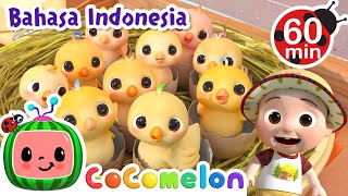 Belajar Angka dengan Anak Ayam🐣🐤🐥  CoComelon Bahasa Indonesia  Lagu Anak Anak  Nursery Rhymes [upl. by Nosyrb537]