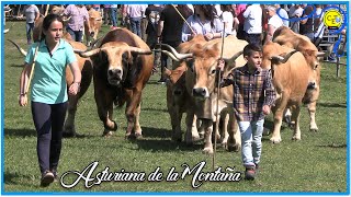 Vacas y toros de raza Asturiana de la Montaña [upl. by Constantia899]