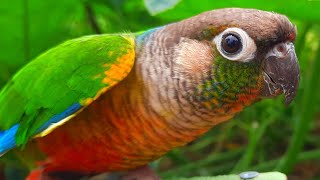 I shouted to my friend  green cheek conure singing sounds conurebird parrotsound parrot [upl. by Ardnaeed]