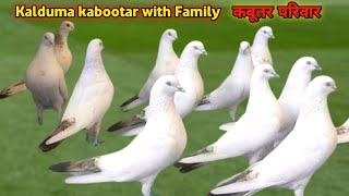 Kaldumy kabootar with Family  Full family Update Mini Zoo K Kaldumo ki 🥰 [upl. by Haidabo961]