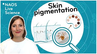 Skin pigmentation [upl. by Colson774]