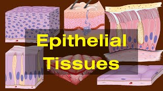 Epithelial tissues class 9 Epithelial tissues Types and Functions Biology [upl. by Stone]