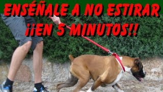 Adiestramiento Canino Enséñale a No Tirar de la Correa en 5 Minutos [upl. by Qerat]