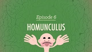 Homunculus Crash Course Psychology 6 [upl. by Muslim]