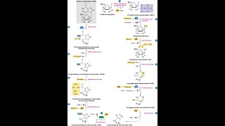 Steps in the pathway for Inosine Monophosphate IMP [upl. by Ylrebmik]