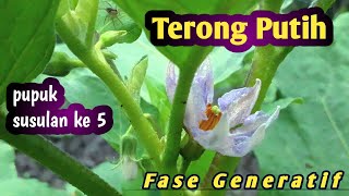 Pemupukan Terong Putih Yang ke 5 di Usia 35 HST  Fase Generatif [upl. by Annatnom239]