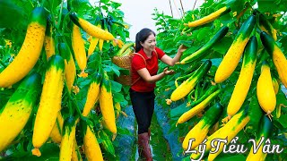 How to harvest Cucumber amp Go to the market sell  Harvesting and Cooking  Daily Life [upl. by Nnateragram579]