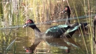 PATODOMATO CAIRINA MOSCHATA MUSCOVY DUCK PATOALMISCARADO PATO SELVAGEM [upl. by Emrich]