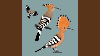 Bird call Hoopoe Dudek [upl. by Eetnod]