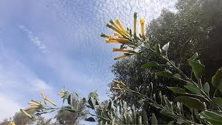 Exploring Nicotiana glauca plant [upl. by Malarkey]