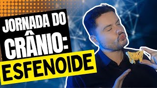 Anatomia do Osso Esfenoide [upl. by Ahsenav]