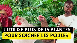 Voici 15 Plantes à Utiliser Absolument Pour Soigner Vos Poules [upl. by Ardekal765]