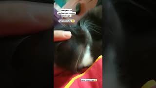 Koru kucing kucinglucu catlover viralvideo koru [upl. by Prober]