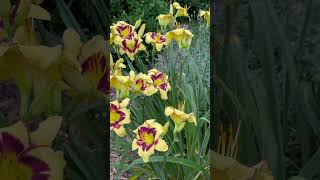 “Desperado” Daylily gardening gardenobsessed gardenbeauty garden gardendesign flowers [upl. by Cutlip909]