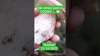 🍄😱BOLETUS 2023 del campo a la COCINA Steinpilzeporciniboletus mushroom boletus natur schorts [upl. by Lauryn]