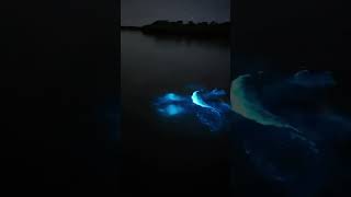 Nadó en un lago bioluminiscente [upl. by Pavyer384]