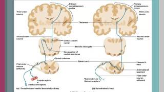 Spinal Cord Localization V2 [upl. by Anurb736]