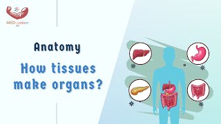 AnatomyEmbryology How tissues make organs [upl. by Ahsikan]