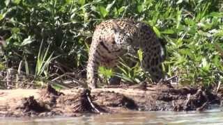 Jaguar Pantanal Brazil [upl. by Neirual]