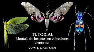 TUTORIAL  Montaje de insectos  Parte 1 Técnica básica insects entomologia collection tutorial [upl. by Feinstein551]