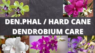 Hybrid Dendrobium Hard cane dendrobium  Denphal care for beginners [upl. by Routh387]